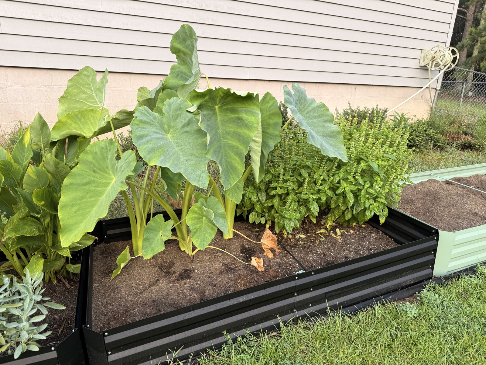 Basil and elephant ear plants growing in a raised bed